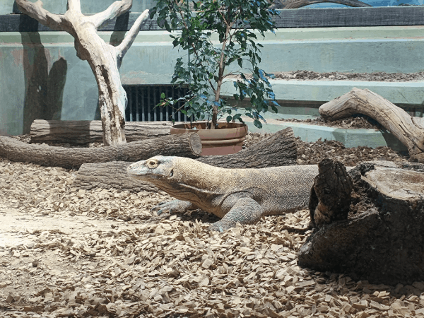 Varanus komodoensis